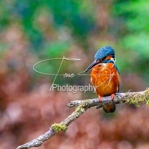 Kingfisher on branch