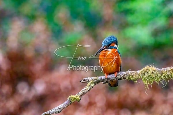 Kingfisher on branch