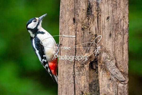 Woodpecker