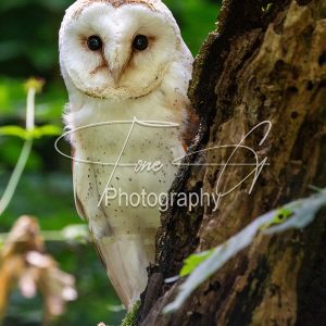 Barn owl