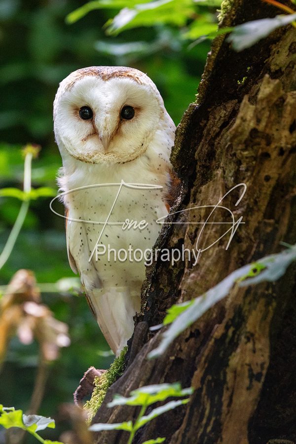 Barn owl