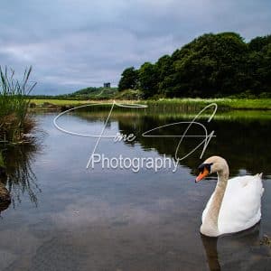 Herrington Country Park Swan