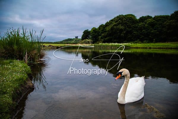Herrington Country Park Swan