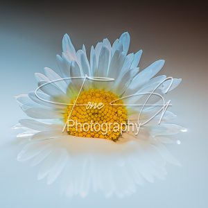 Bellis perennis the daisy