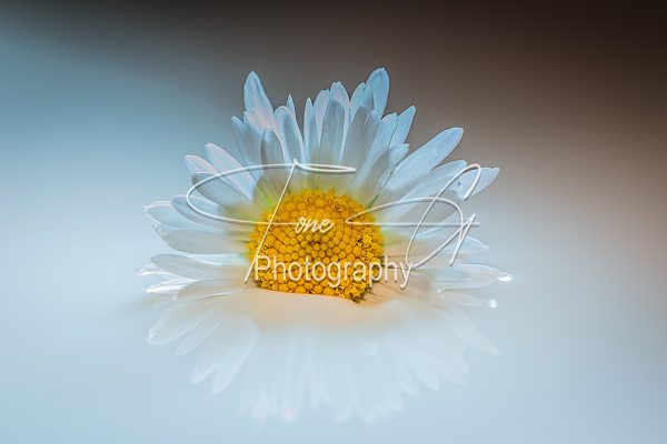 Bellis perennis the daisy