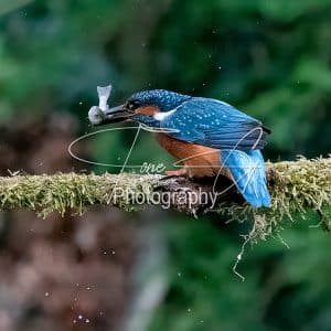 Kingfisher