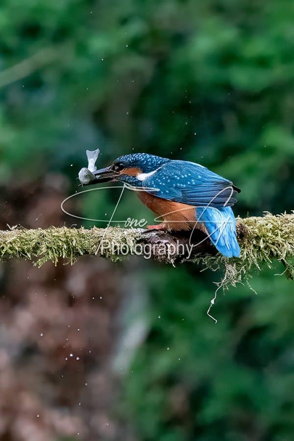 Kingfisher