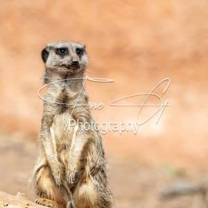 meerkat