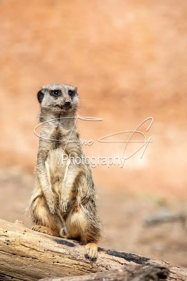 meerkat