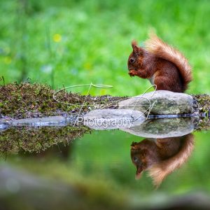 Red squirrel reflections