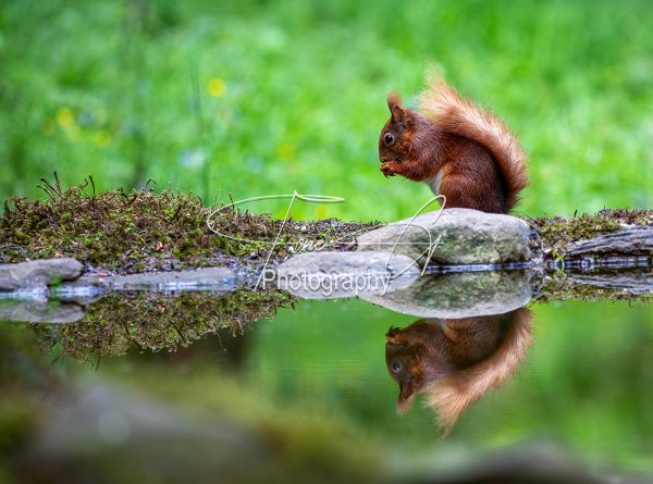 Red squirrel reflections