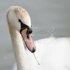 Swan