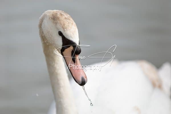 Swan