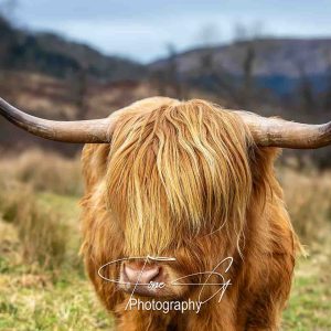 Highland Cow