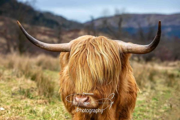 Highland Cow