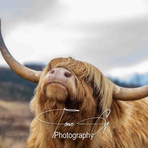 Highland cow