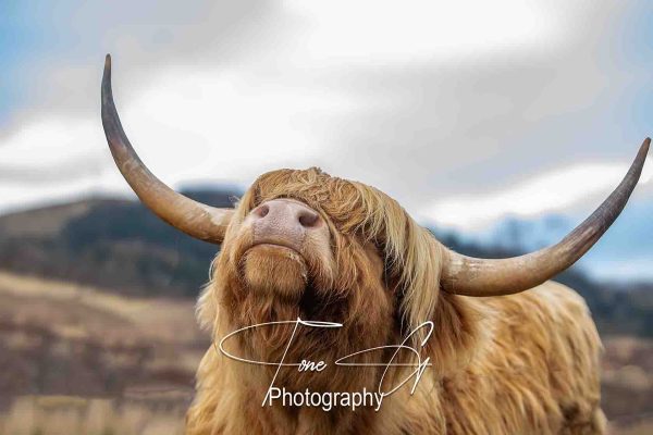 Highland cow