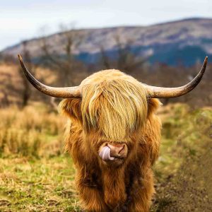 Highland cow